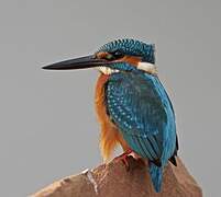 Common Kingfisher