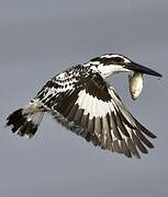 Pied Kingfisher