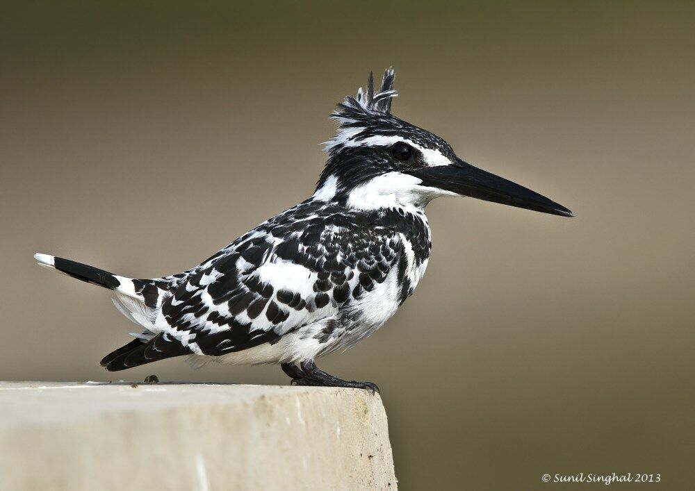 Pied Kingfisher