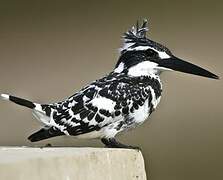 Pied Kingfisher