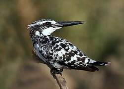 Pied Kingfisher