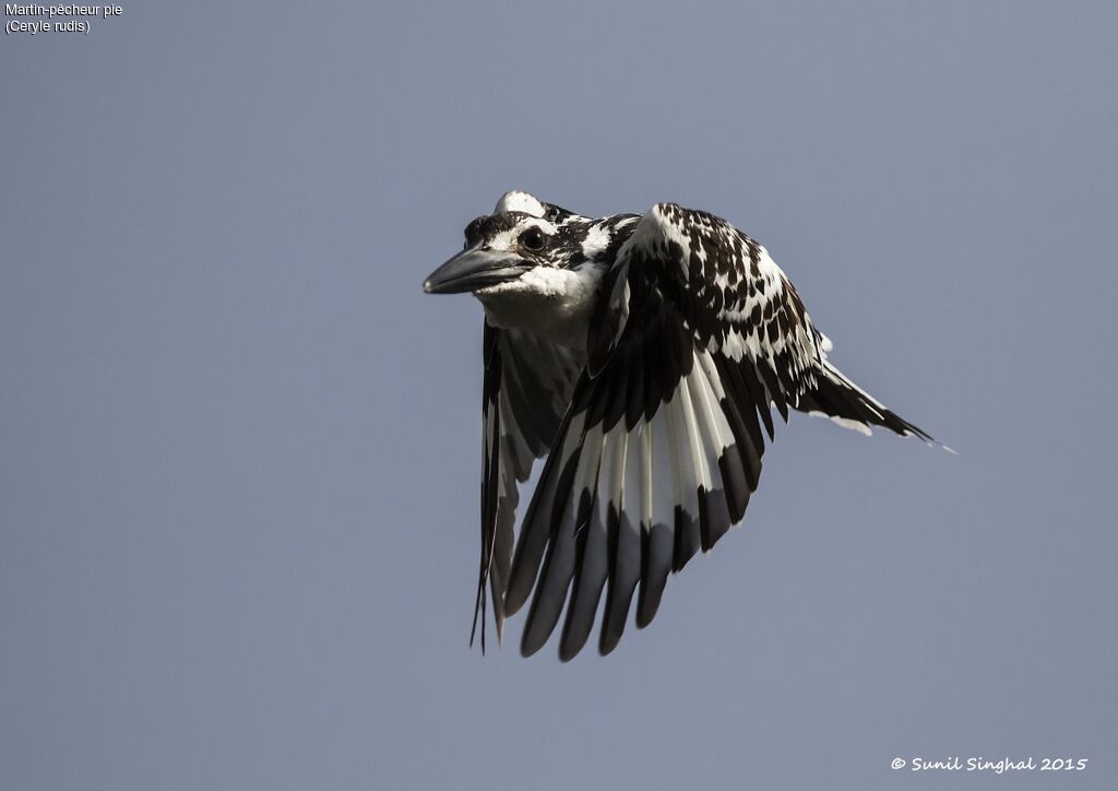 Pied Kingfisher, identification, Behaviour