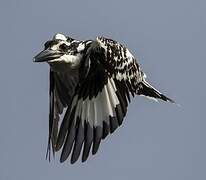 Pied Kingfisher