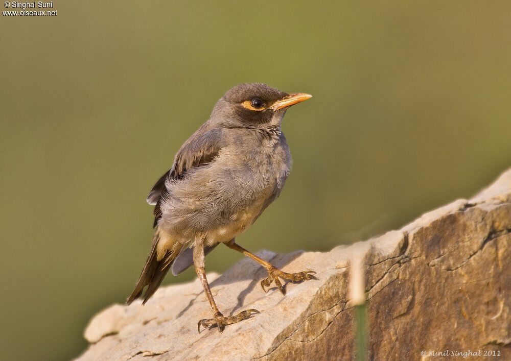 Bank Mynajuvenile, identification