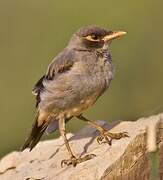 Bank Myna