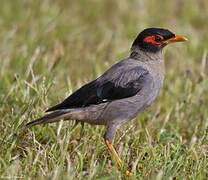 Bank Myna