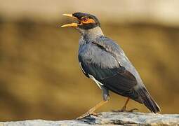 Bank Myna