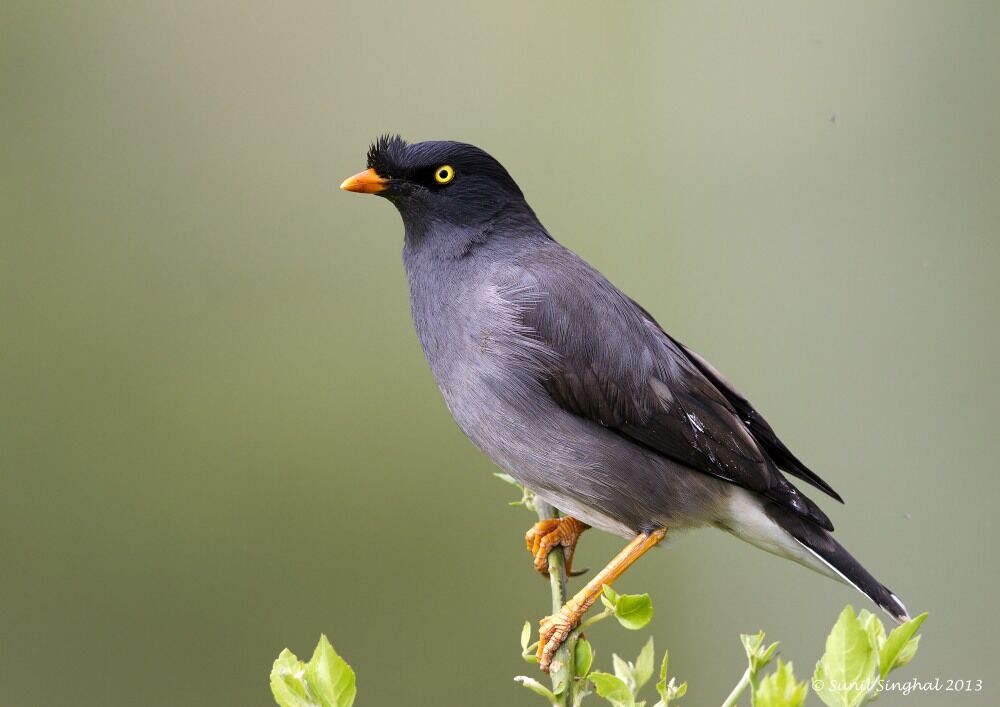 Jungle Myna