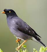 Jungle Myna