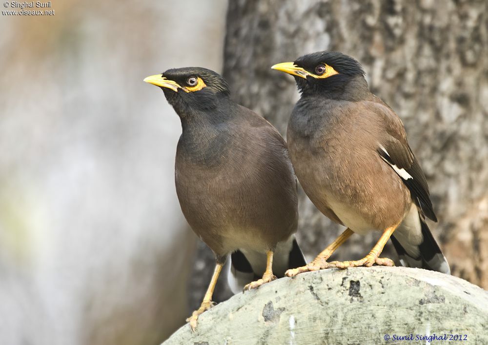 Common Myna adult, identification