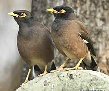 Common Myna