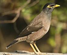 Common Myna