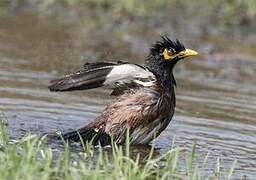 Common Myna