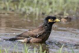 Common Myna