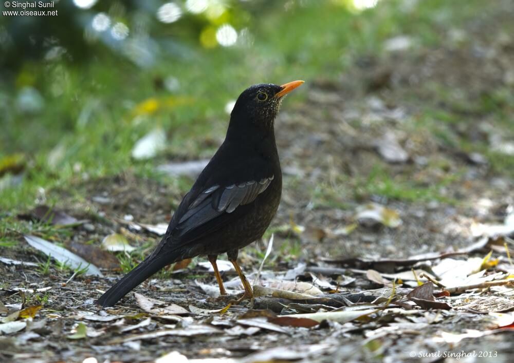 Grey-winged Blackbird male adult, identification