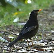 Grey-winged Blackbird