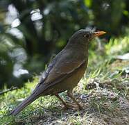 Grey-winged Blackbird