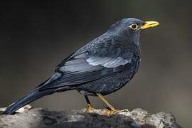 Grey-winged Blackbird