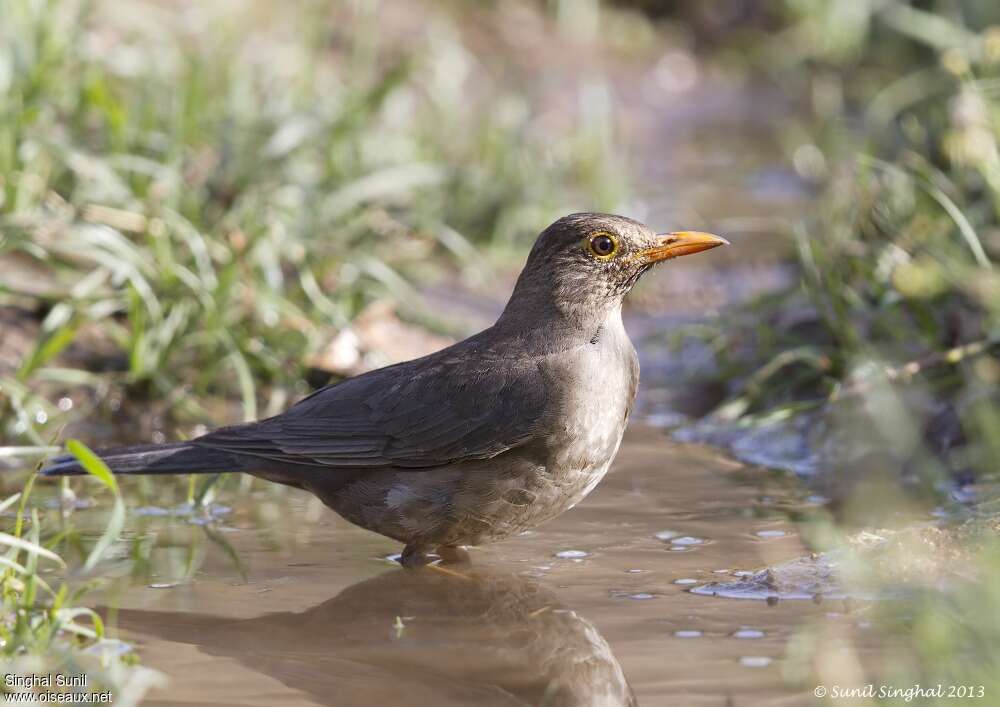 Indian Blackbird female adult, identification, Behaviour