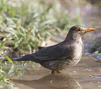 Indian Blackbird