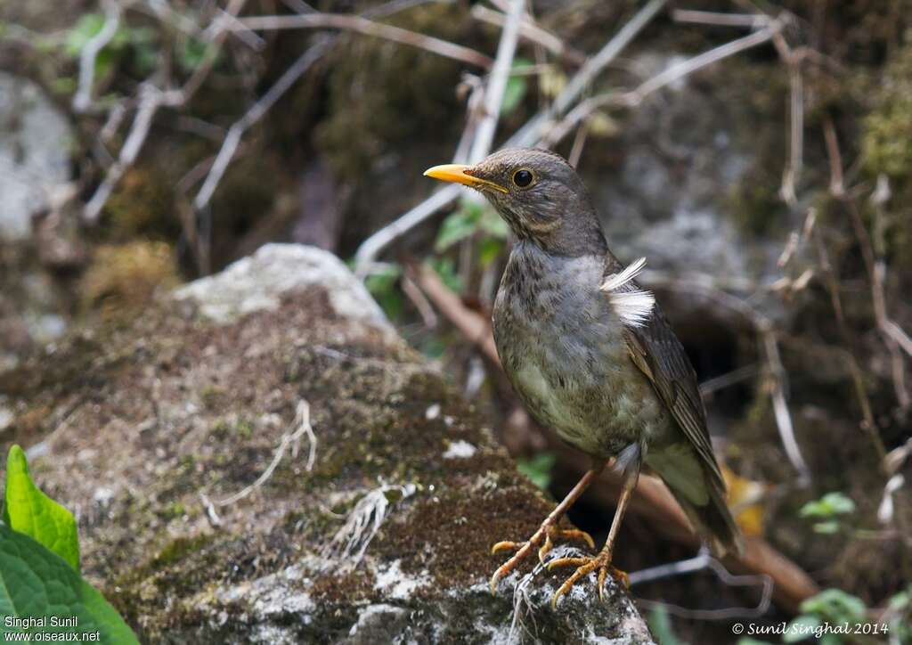 Tickell's Thrush male adult, close-up portrait