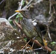 Tickell's Thrush