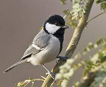 Great Tit