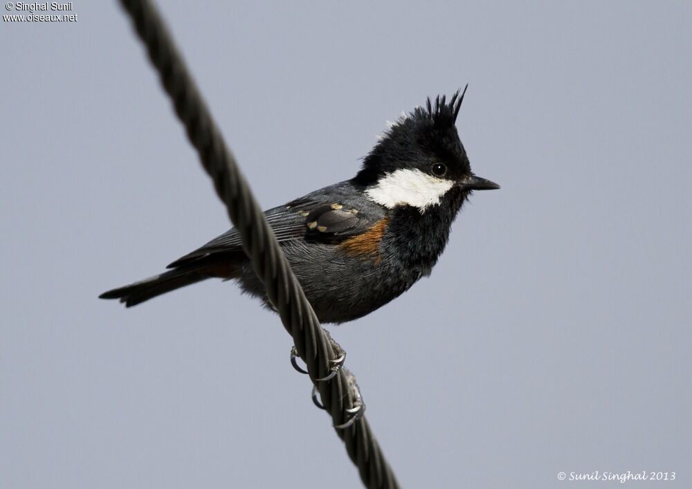 Coal Tit (melanolophus)adult, identification