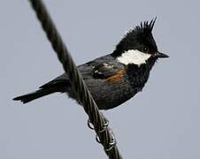 Coal Tit (melanolophus)