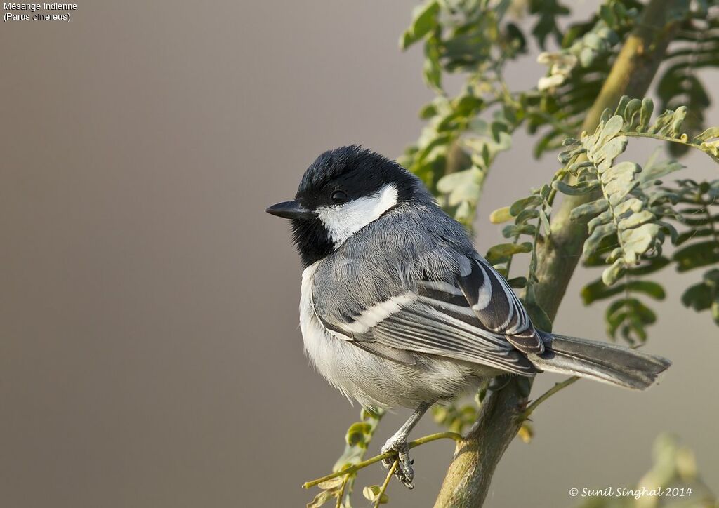 Cinereous Tit