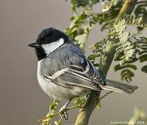 Cinereous Tit