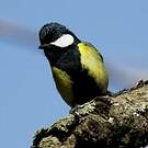 Mésange montagnarde