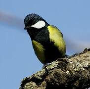 Green-backed Tit