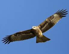 Black Kite