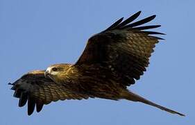 Black Kite