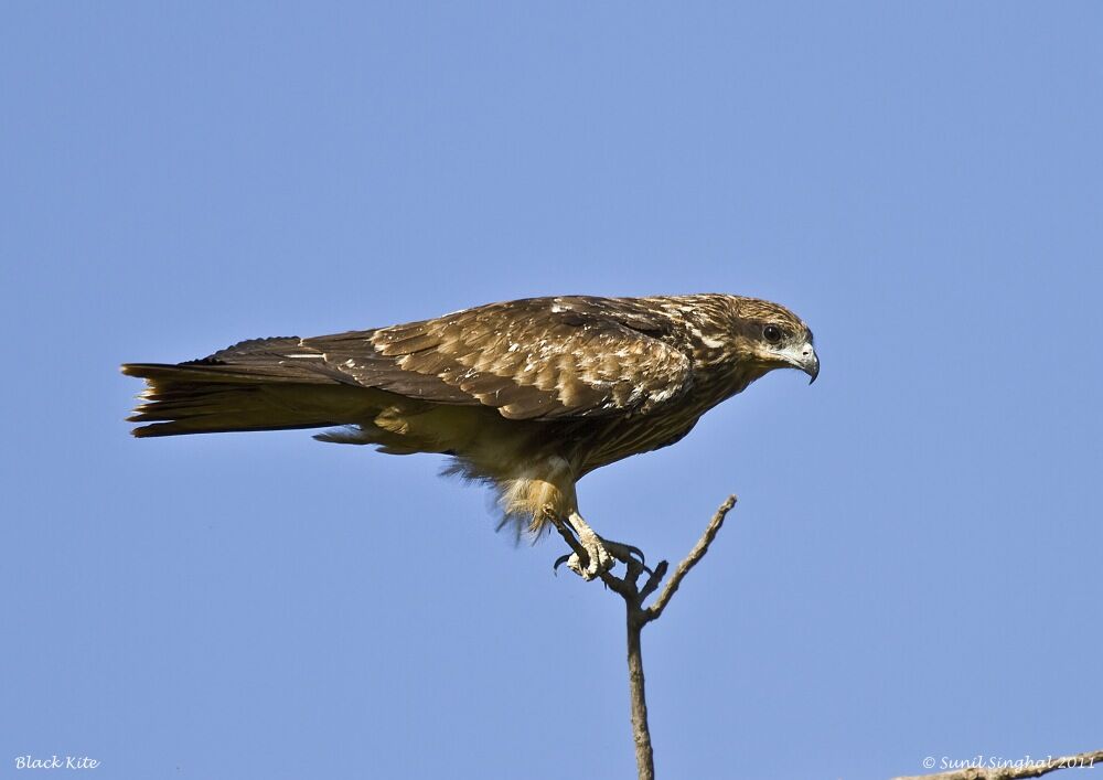 Black Kite