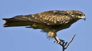 Black Kite