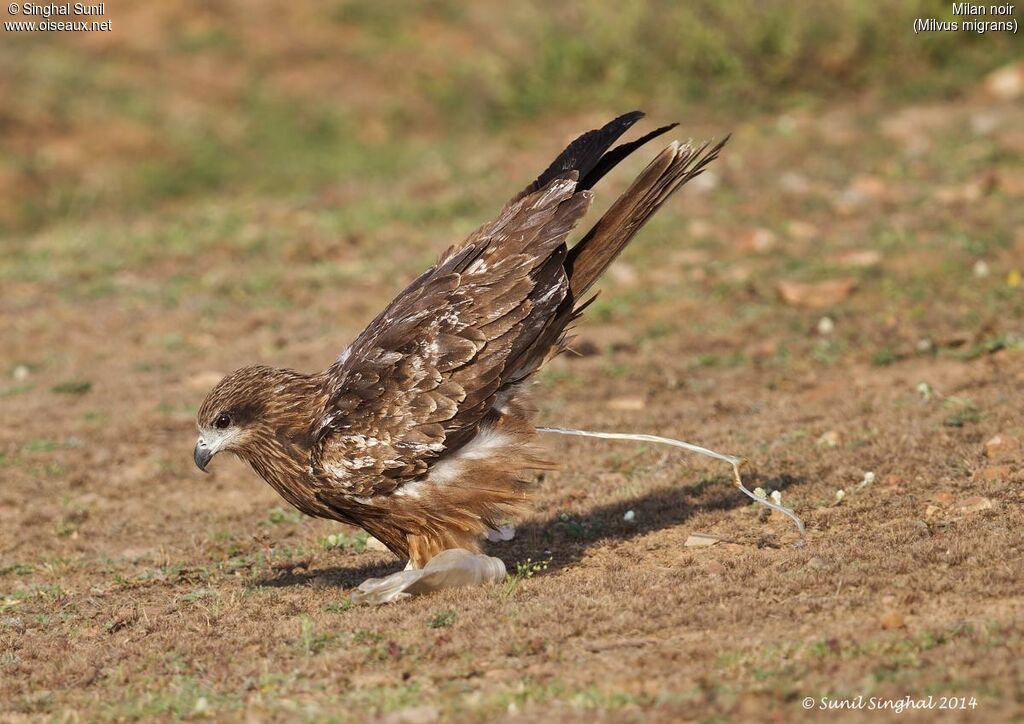 Black Kiteadult, identification, Reproduction-nesting