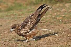 Black Kite