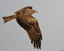 Black Kite