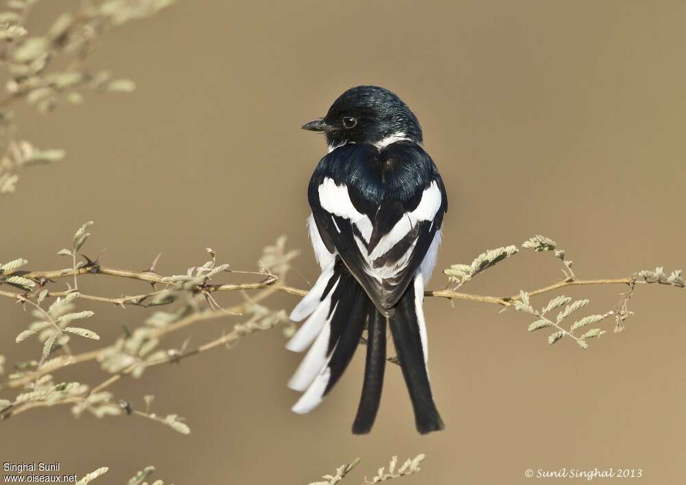 White-bellied Minivet, identification