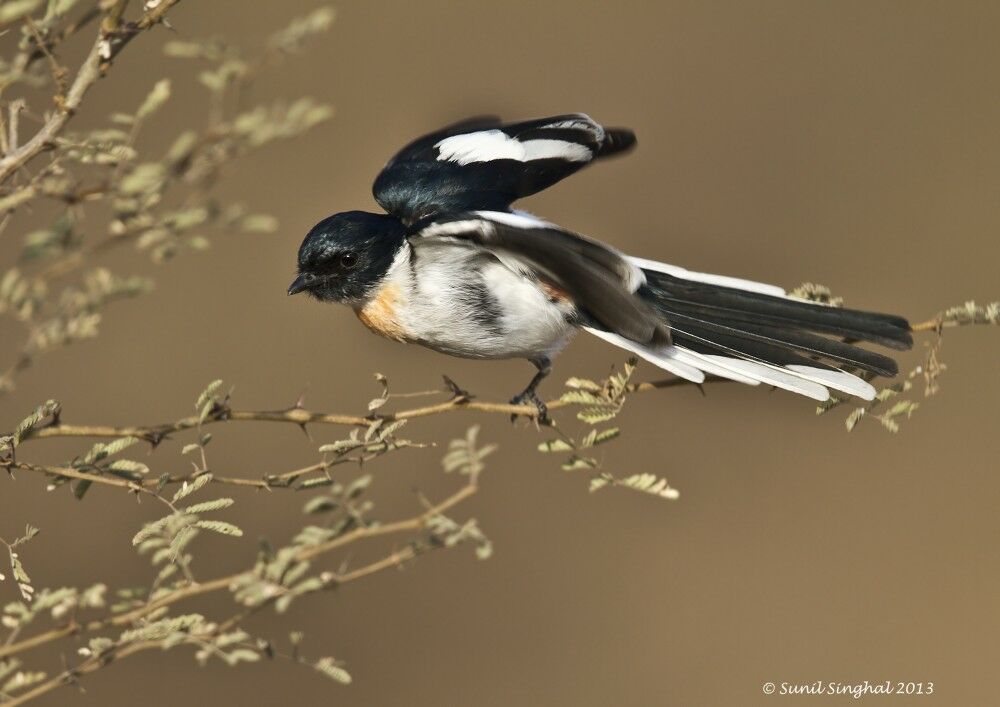 Minivet à ventre blanc