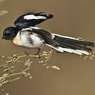 Minivet à ventre blanc