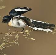 White-bellied Minivet