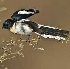 Minivet à ventre blanc