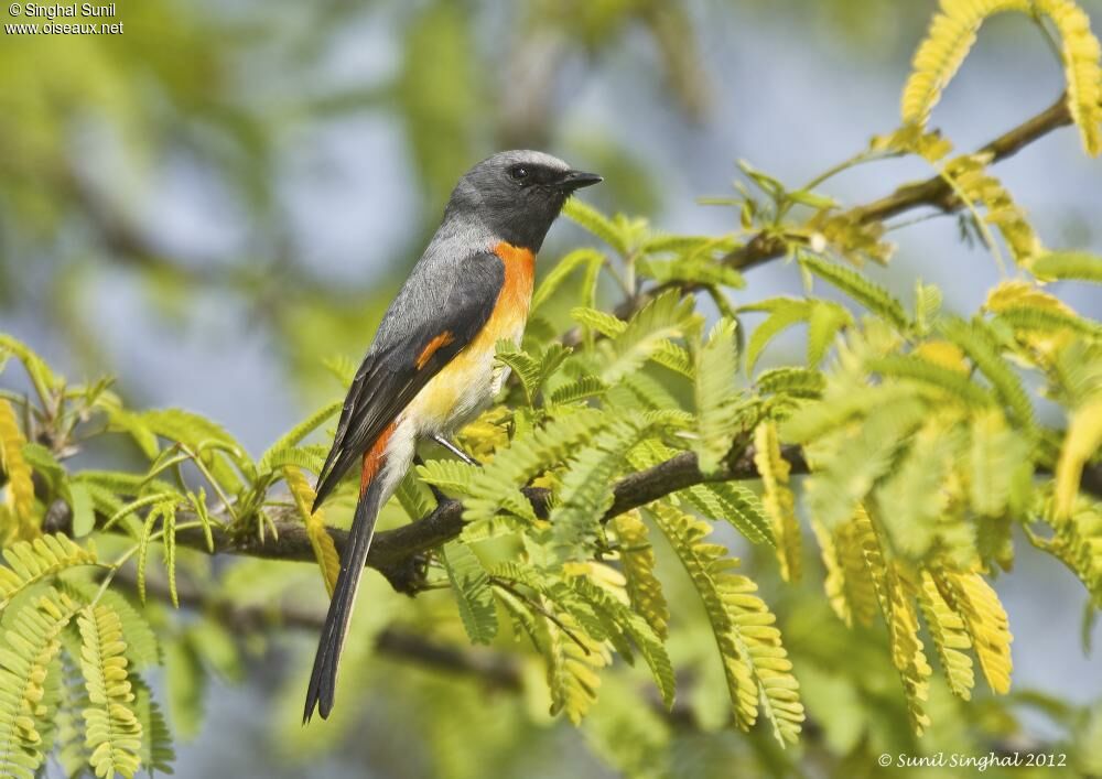 Small Minivet male adult, identification