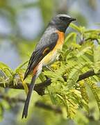 Small Minivet