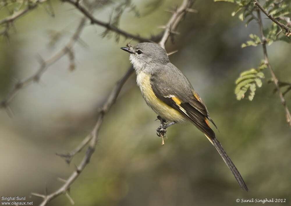 Minivet oranor femelle adulte, identification