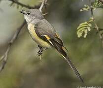 Small Minivet