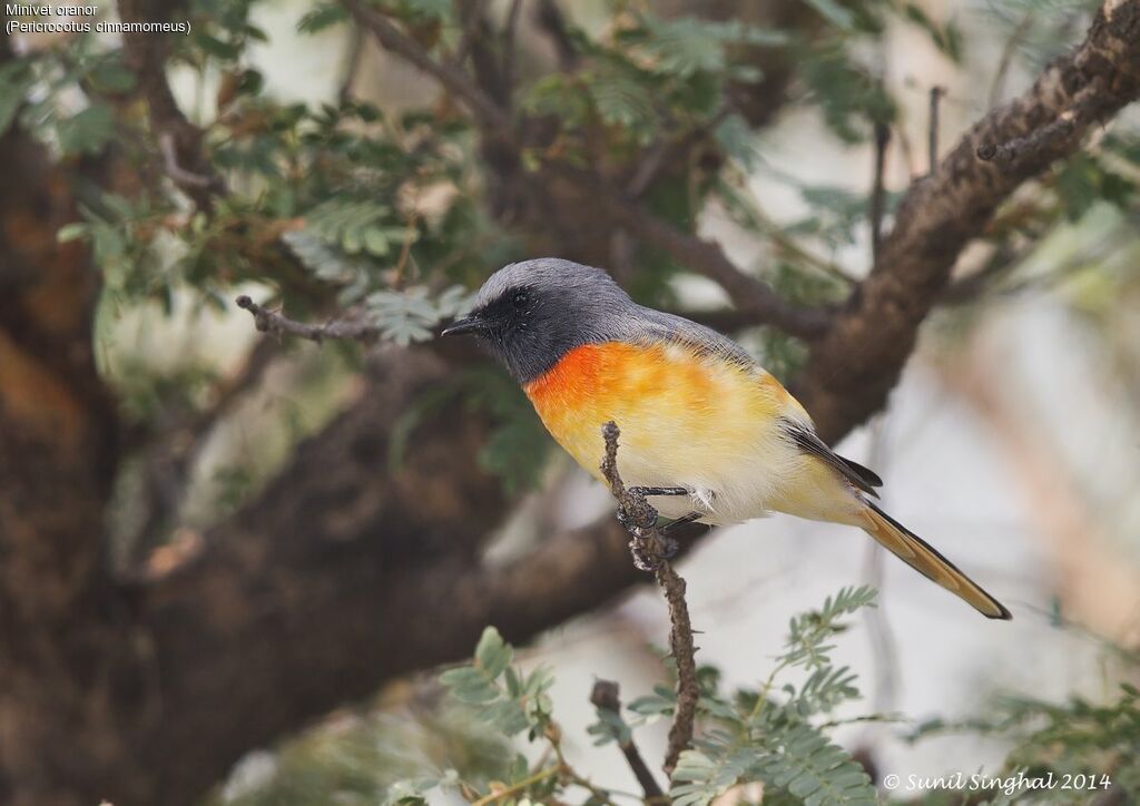 Minivet oranor mâle, identification